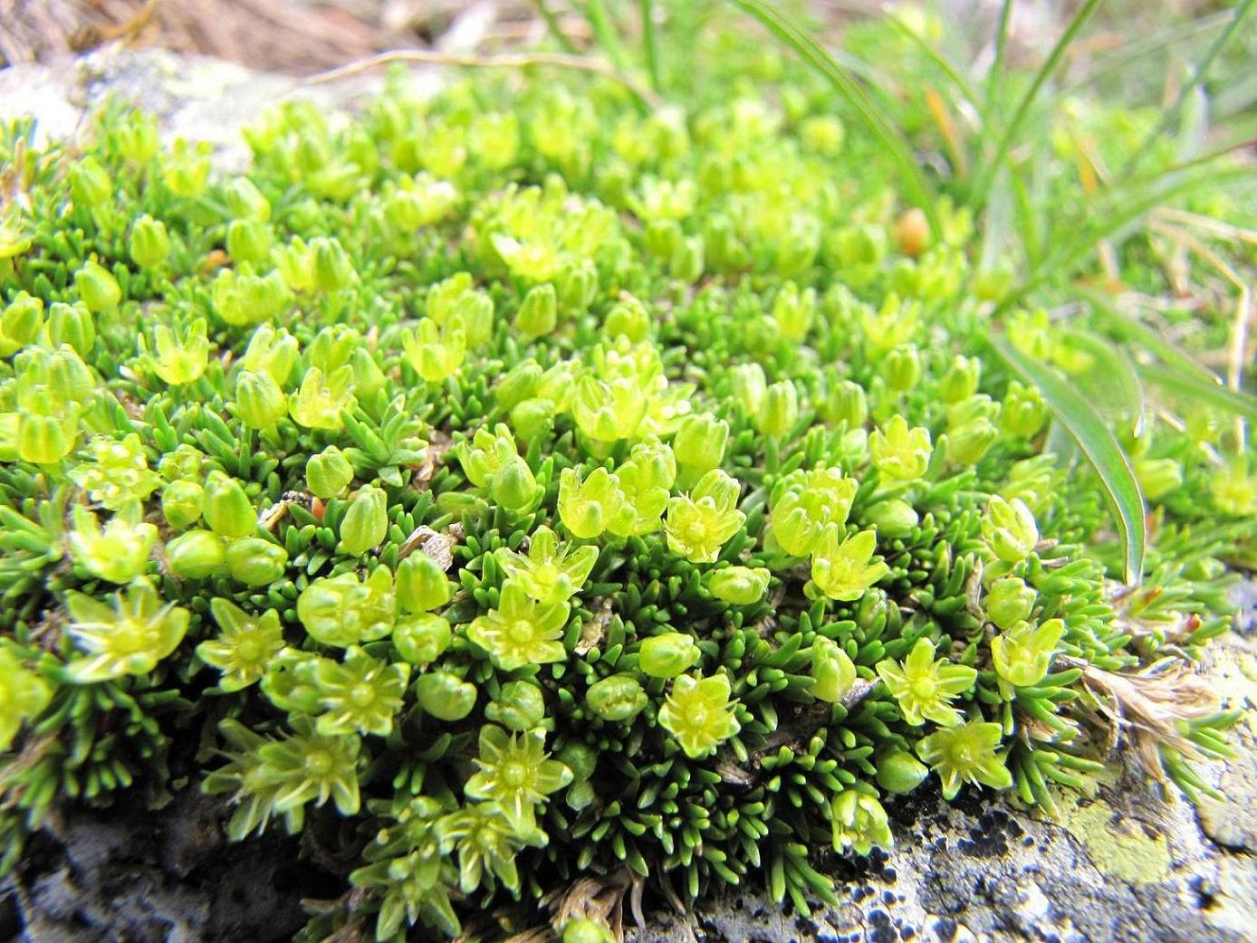 Cherleria (=Minuartia) sedoides / Minuartia sedoide